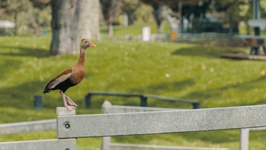 Un pájaro está posado en un poste de cerca, observando su entorno con curiosidad. 