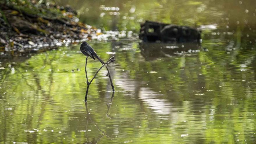  Un pájaro está de pie encima de una rama de árbol sobre el agua.