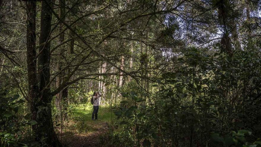 Hombre caminando por un sendero en el bosque, rodeado de árboles y naturaleza. Parece que está tomando fotografías.