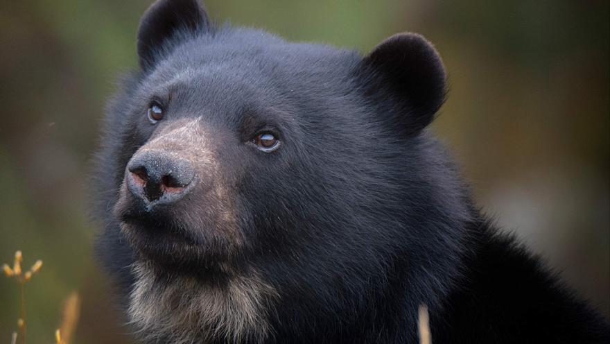 Primer plano de cabeza de oso negro con pelo blanco en el pecho.