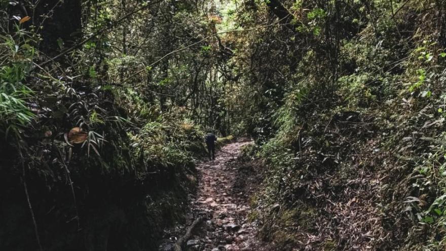 An ecological trail surrounded by dense vegetation and trees in a natural forest in the mountains of Bogotá.