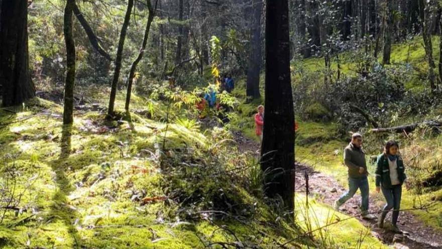 People walk along a natural trail surrounded by trees and vegetation in a forest bathed in sunlight.