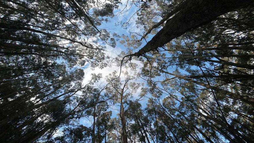 View from the ground up to the treetops of tall trees in a forest in the Eastern Hills of Bogotá. The branches frame a partly cloudy sky, creating a natural scene that highlights the tranquility and environmental richness of the surroundings.