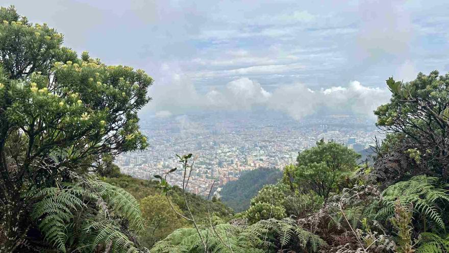 Vista panorámica de Bogotá desde una zona de bosque altoandino, rodeada de frailejones, helechos y vegetación nativa bajo un cielo nublado.