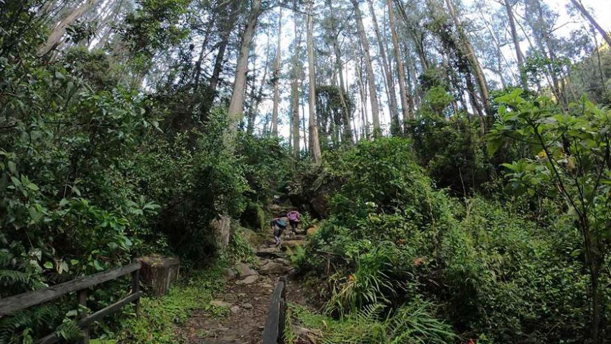 An ecological trail surrounded by abundant vegetation and tall trees in the Eastern Hills of Bogotá. Two people walk along a natural path among ferns, shrubs, and Andean forest, in an environment of tranquility and connection with nature.