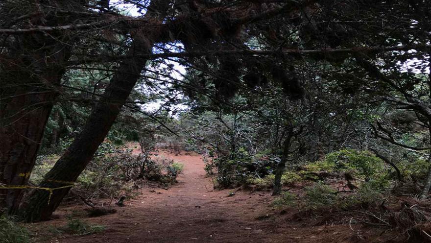 A dirt path surrounded by trees and dense vegetation in a forest in the Eastern Hills of Bogotá. The branches form a natural canopy over the path, creating a peaceful and shady environment ideal for ecological walks.