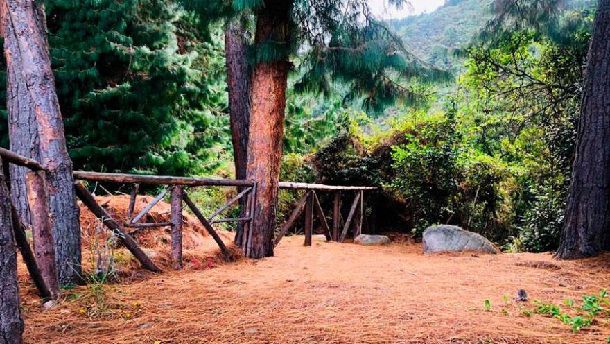 A clearing surrounded by tall pine trees and abundant vegetation in the Eastern Hills of Bogotá. The ground covered with dry leaves and a rustic wooden fence frame a natural environment ideal for rest and contemplation of the landscape.