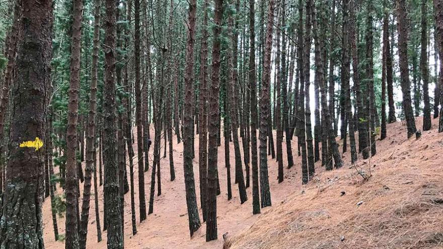 A pine forest in Bogotá’s Eastern Hills, with tall trunks lined up along a hillside covered in dry leaves. The scene conveys a sense of tranquility and highlights the natural beauty of the city’s nature trails.