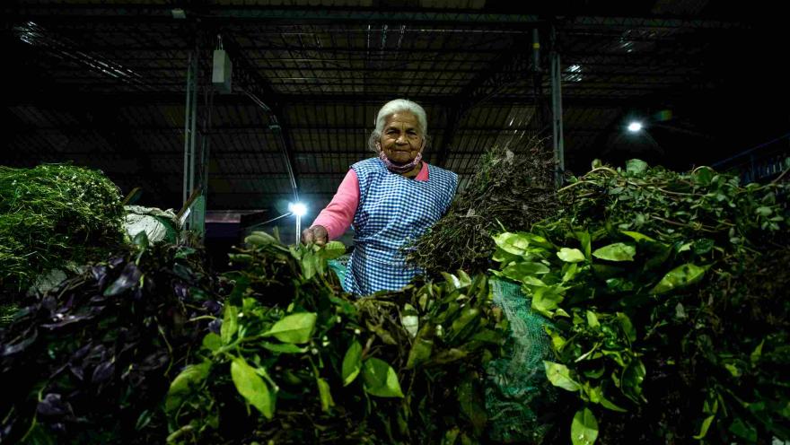Vendedora de hierbas frescas en un puesto de la Plaza de Mercado Samper Mendoza, rodeada de abundante vegetación y productos naturales.