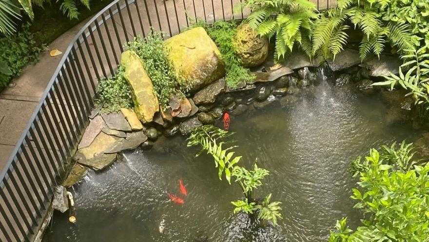 Estanque ornamental rodeado de piedras, helechos y vegetación, donde nadan peces rojos en aguas tranquilas.