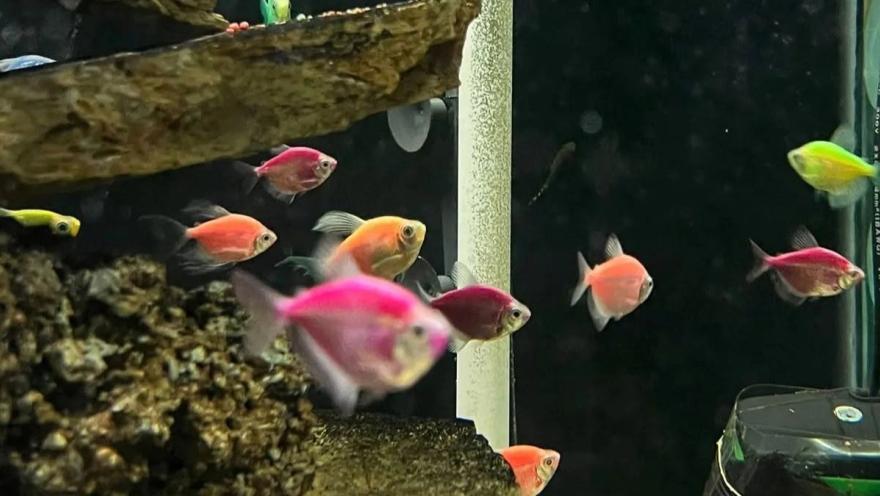 Peces ornamentales de colores rosados, naranjas y verdes nadan en un acuario decorado con rocas.