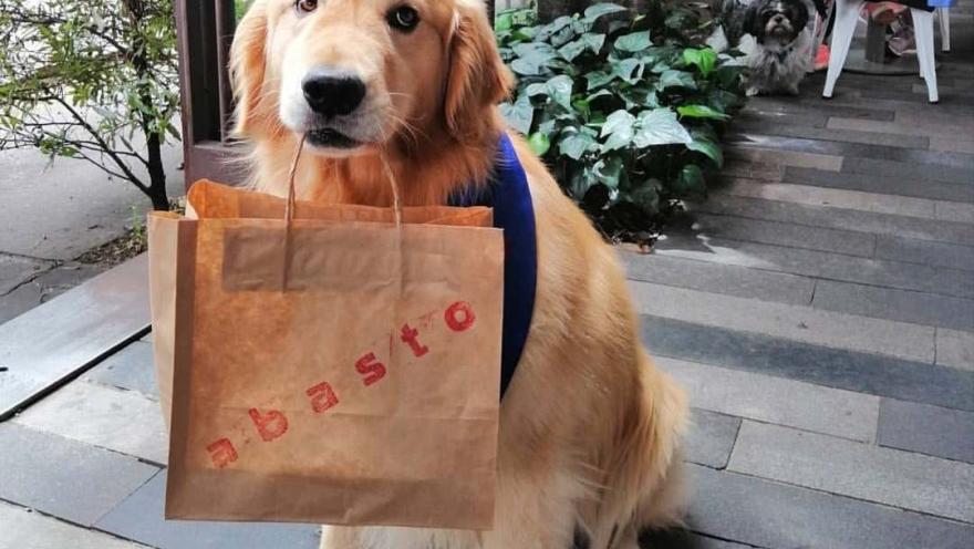 Perro golden retriever sentado frente a Abasto, con una bolsa de papel del restaurante y un espacio exterior rodeado de vegetación.